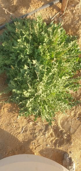 النوع ده من الحشايش عاوز له رش لاني رشيته كذه مره مبيتاسرش خالص